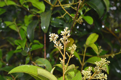 Ligustrum perrottetii